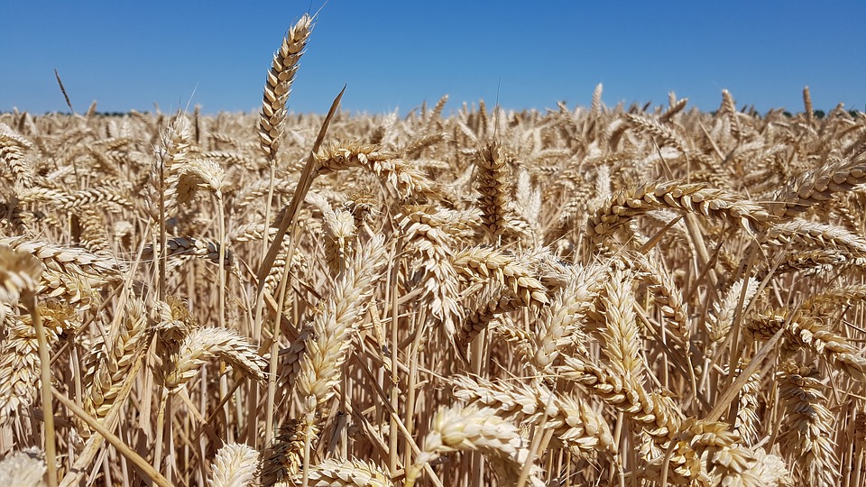 Макроэкономический обзор: Начало сельскохозяйственного сезона 2019/20 – ценовые тенденции и чудеса регулирования