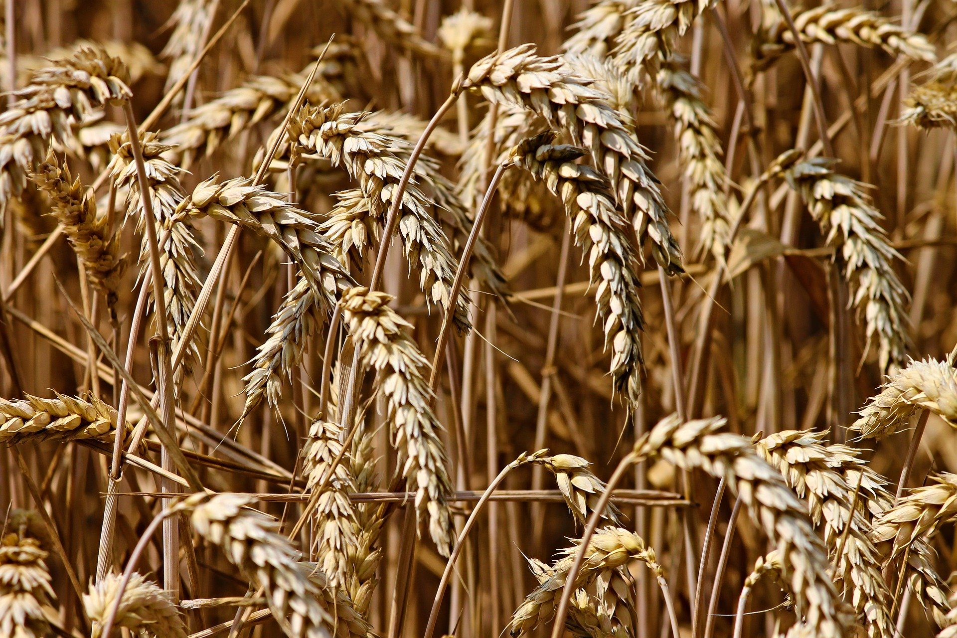 Экспорт пшеницы сжался