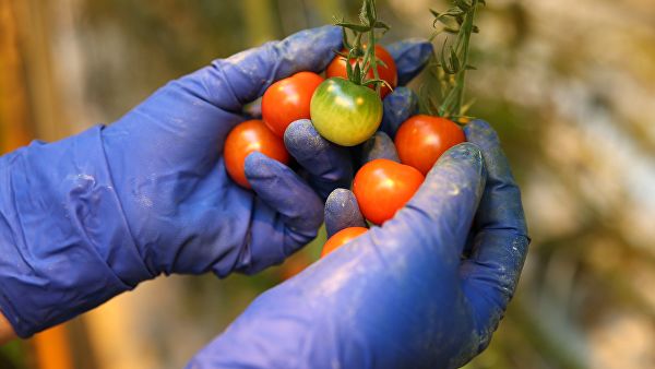 Кубань увеличила сбор тепличных овощей с начала 2019 года до 37 тысяч тонн